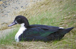 mallardrittal resize