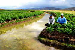 Sistemul incas de irigatii „Waru Waru”