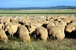 ovine in camp