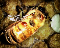 Bolile si daunatorii albinelor