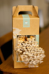 Cultura bio de ciuperci in zat de cafea