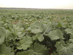 Dupa 20 august incepe semanatul rapitei de toamna