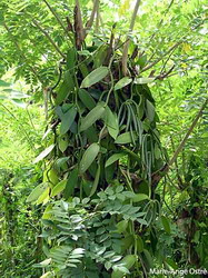 vanille seychelles resize