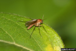 Ceai din coji de citrice pentru combaterea insectelor din gradina