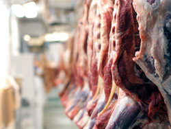 Conditiile de functionare a abatoarelor de capacitate mica