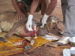 Ce face zaharul cu o rana deschisa la animale?