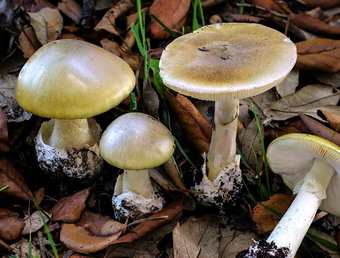 Ciuperci toxice - Amanita-Phalloides