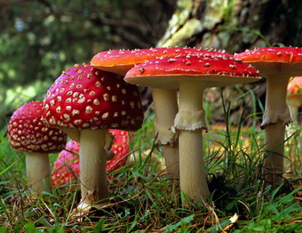 Ciuperci toxice - Amanita muscaria