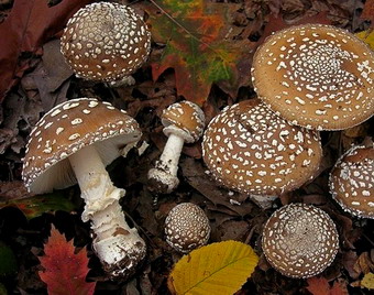 Ciuperci toxice - amanita-pantherina