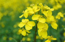 Tehnologia infiintarii culturii de rapita