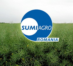 Cum semanam hibrizii de rapita SUMMIT