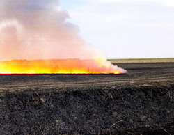Incendierea miristilor cu plusuri si minusuri