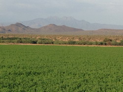 Lucerna, cea mai importanta cultura din Arizona