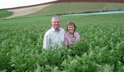 Cereala zeilor un aliment foarte cautat si in Australia