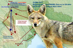 Monitorizarea sistemelor ecologice specifice sacalului auriu in Ucraina, OLBIA 2013