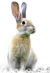 Pasteureloza iepurilor