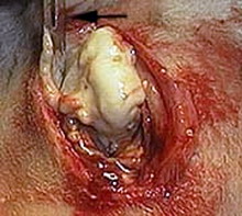 PASTEURELOZA IEPURILOR 4