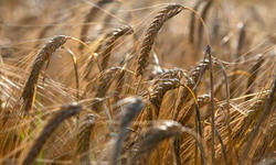 Orzul de toamna, o cultura veche ce a devenit noua