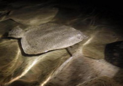 Comisarii europeni in vizita la ferma de calcani din judetul Constanta