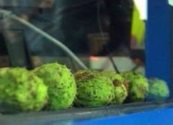 Soferii din Anglia platesc parcarea cu castane