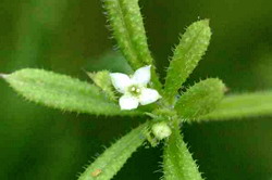 Combaterea turitei din cultura rapitei de toamna