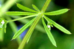 combaterii turitei din cultura rapitei 2