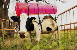 Rucsacuri pentru vacile de lapte