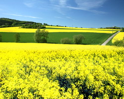 Recomandari de sezon pentru rapita