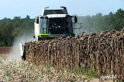 Romania pe primul loc in UE la productia de floarea soarelui in 2013