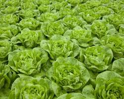 Soiuri de salata pentru capatana Rijk Zwaan