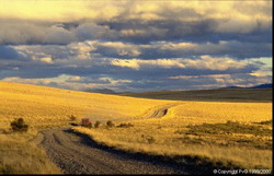 pampas-1kr1s1i resize