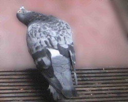 Paramyxoviroza porumbeilor