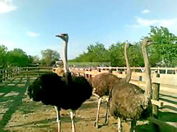 Despre cresterea strutilor in captivitate