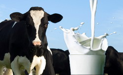 vaca si laptele