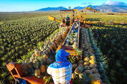 0812-dole-farm-630x420 resize