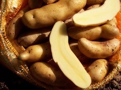 Cartofii „Bamberger Hörnla” (DOP)