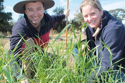In Australia sunt testate 6 soiuri de grau peren
