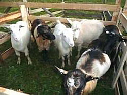 Principalele boli infectioase care pot afecta ovinele si caprinele