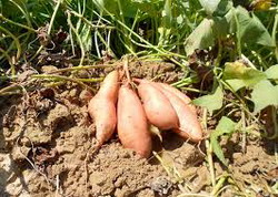 CARTOFI-DULCI resize