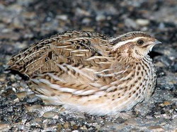 Despre cresterea prepelitelor