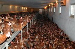 Lumina si gainile ouatoare