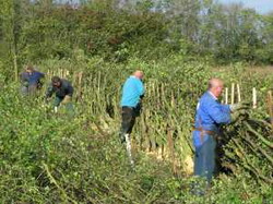 53 000 km de garduri vii incrucisate in Devon