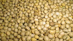 O-companie-din-Serbia-ar-putea-importa-15-000-de-tone-de-soia-din-Romania resize