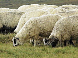 Tendinte si realizari in ameliorarea productiei de carne la ovine in Romania