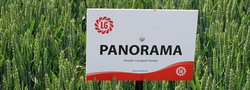 Panorama-Winter-Wheat resize