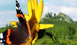 Conservarea speciilor si habitatelor din Parcul National Calimani