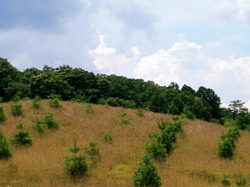 Campanie de impadurire pentru imbunatatirea calitatii mediului in judetul Tulcea