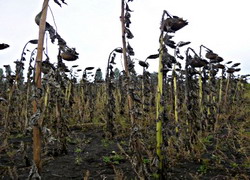 Recoltarea florii soarelui