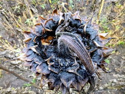 Recoltarea florii soarelui 2