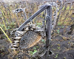 Recoltarea florii soarelui 3